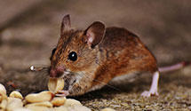 24 Hour & Emergency Exterminators in Pond Bank, PA